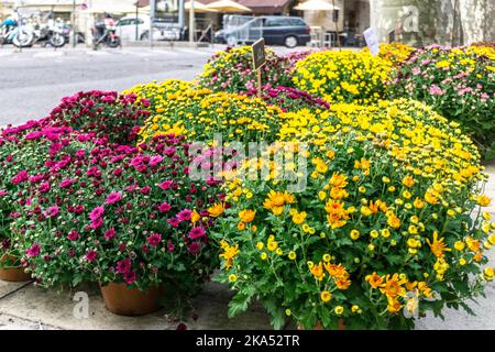 Eine sehr bunte Sammlung von Chrysanthemen Blumen vor einem Blumenladen in Uzes, Frankreich Stockfoto