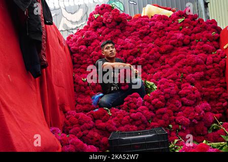 Mexiko-Stadt, Mexiko. 31. Oktober 2022. Ein Farmarbeiter arrangiert Bündeln von roten Hahnenkamm-Blumen, mit denen Altäre und Gräber während des jährlichen Day of the Dead Festivals auf dem Jamaica Flower Market, 31. Oktober 2022 in Mexico City, Mexiko, geschmückt werden. Quelle: Richard Ellis/Richard Ellis/Alamy Live News Stockfoto