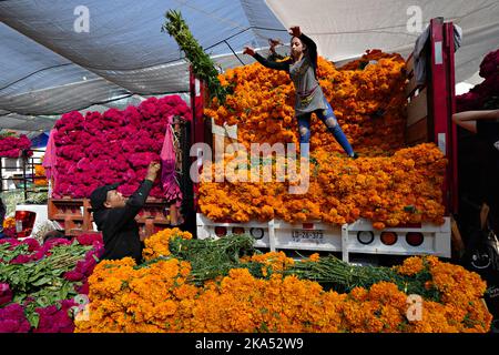 Mexiko-Stadt, Mexiko. 31. Oktober 2022. Arbeiter entladen Büschel von cempasuchil Blumen, die traditionelle Day of the Dead Blume verwendet, um Altäre und Gräber während des jährlichen Festivals auf dem Jamaica Flower Market schmücken, 31. Oktober 2022 in Mexiko-Stadt, Mexiko. Quelle: Richard Ellis/Richard Ellis/Alamy Live News Stockfoto