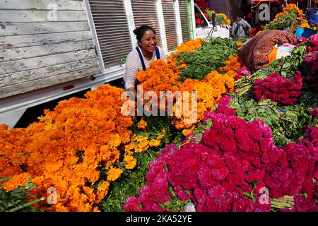 Mexiko-Stadt, Mexiko. 31. Oktober 2022. Ein Blumenhändler arrangiert Stapel von rotem Hahnenkamm und Cempasuchil, dem traditionellen Tag der Toten Blumen, mit denen Altäre und Gräber während des jährlichen Festivals auf dem Jamaica Flower Market, 31. Oktober 2022 in Mexiko-Stadt, Mexiko, geschmückt werden. Quelle: Richard Ellis/Richard Ellis/Alamy Live News Stockfoto