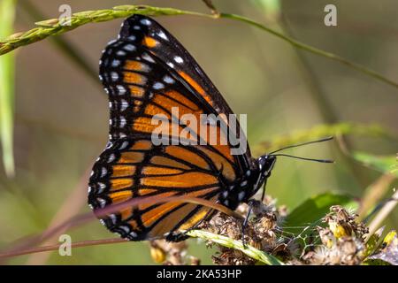 Ein Vizekönig (Limenitis archippus)-Schmetterling, ein Müllerianer-Mimik, der den Monarchen imitiert. Raleigh, North Carolina. Stockfoto