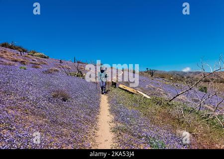 Wildblumen in der Mojave-Wüste im Frühling, Pacific Crest Trail, Tehachapi, Kalifornien, USA Stockfoto