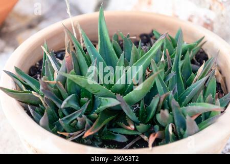 Eine Aloe Vera Pflanze, die in einem blauen Topf in einem Garten wächst. Stockfoto