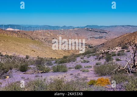 Wildblumen und Windmühlen in Mojave, Pacific Crest Trail, Tehachapi, Kalifornien, USA Stockfoto