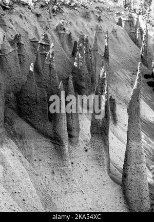 Die Pinnacles, vulkanische Öffnungen am Rand des Kratersees im Oregon Park. Mit einem Kiefernwald, der um die spitzen Türme wächst. Stockfoto