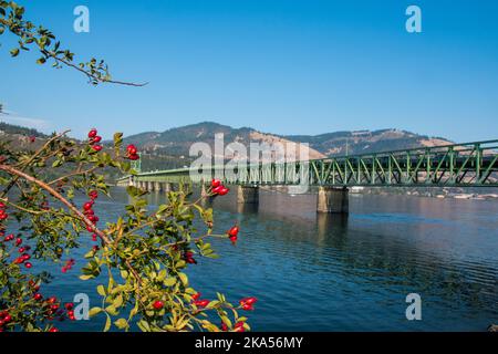 Die Hood River-White Salmon Interstate Bridge, umrahmt von einem roten, beergrünen Pinsel. Die Brücke ist von der Oregon-Seite aus in Richtung Washington Sta zu sehen Stockfoto