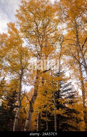 Fall in Colorado liefert unbeschreibliche Momente, die nur mit einem Kameraobjektiv erklärt werden können. Dieses Foto soll inspirieren, motivieren und entspannen. Stockfoto