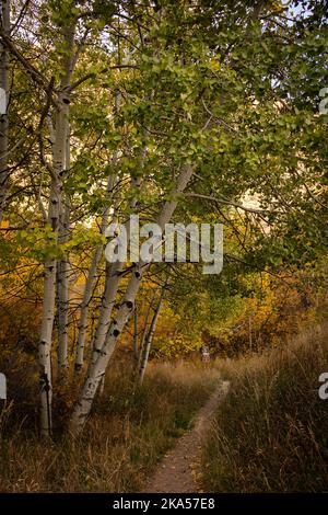 Fall in Colorado liefert unbeschreibliche Momente, die nur mit einem Kameraobjektiv erklärt werden können. Dieses Foto soll inspirieren, motivieren und entspannen. Stockfoto