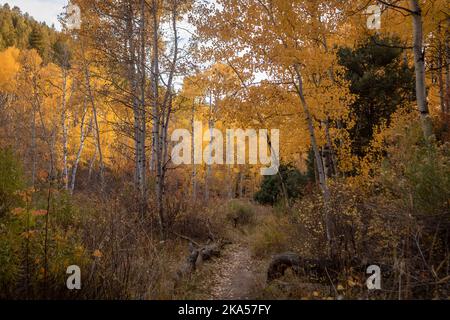 Fall in Colorado liefert unbeschreibliche Momente, die nur mit einem Kameraobjektiv erklärt werden können. Dieses Foto soll inspirieren, motivieren und entspannen. Stockfoto