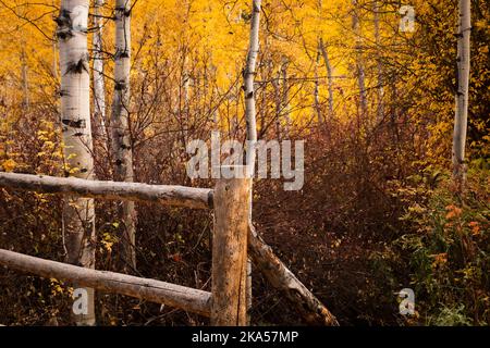 Fall in Colorado liefert unbeschreibliche Momente, die nur mit einem Kameraobjektiv erklärt werden können. Dieses Foto soll inspirieren, motivieren und entspannen. Stockfoto