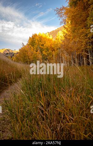 Fall in Colorado liefert unbeschreibliche Momente, die nur mit einem Kameraobjektiv erklärt werden können. Dieses Foto soll inspirieren, motivieren und entspannen. Stockfoto