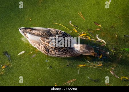 Weibliche Stockente, die im Algenwasser nach Nahrung sucht. Mit dem Schnabel, der unter Wasser taucht. Stockfoto