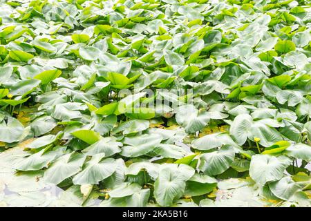 Eichhornia crassipes Wasserhyazinthe ist allgemein als bekannt und es ist eine Wasserpflanze Stockfoto