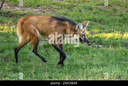 Der Mähne-Wolf (chrysocyon brachyurus) geht auf dem Gras Stockfoto