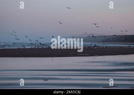 Ein großer Vogelschwarm startet bei Sonnenuntergang von einer Sandbar am Strand von Oregon. Stockfoto