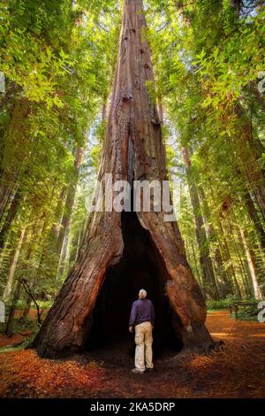 Der Redwood National Park wurde auf 1968 und in den kalifornischen State Parks, der Del Norte Coast, Jedediah Smith und dem Prariee Creek aus dem Jahr 1920s gegründet Stockfoto