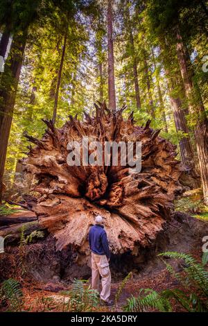 Der Redwood National Park wurde auf 1968 und in den kalifornischen State Parks, der Del Norte Coast, Jedediah Smith und dem Prariee Creek aus dem Jahr 1920s gegründet Stockfoto