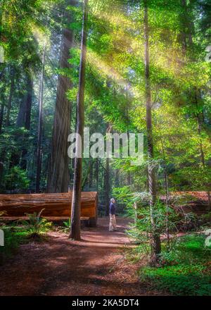 Der Redwood National Park wurde auf 1968 und in den kalifornischen State Parks, der Del Norte Coast, Jedediah Smith und dem Prariee Creek aus dem Jahr 1920s gegründet Stockfoto