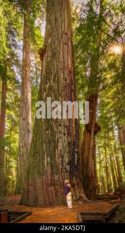 Der Redwood National Park wurde auf 1968 und in den kalifornischen State Parks, der Del Norte Coast, Jedediah Smith und dem Prariee Creek aus dem Jahr 1920s gegründet Stockfoto