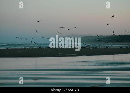 Ein großer Vogelschwarm startet bei Sonnenuntergang von einer Sandbar am Strand von Oregon. Stockfoto