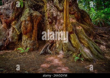 Der Redwood National Park wurde auf 1968 und in den kalifornischen State Parks, der Del Norte Coast, Jedediah Smith und dem Prariee Creek aus dem Jahr 1920s gegründet Stockfoto