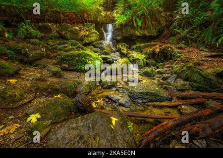 Der Redwood National Park wurde auf 1968 und in den kalifornischen State Parks, der Del Norte Coast, Jedediah Smith und dem Prariee Creek aus dem Jahr 1920s gegründet Stockfoto