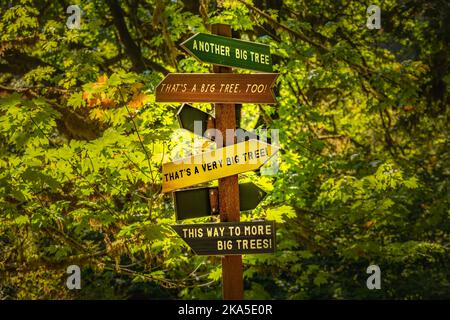 Der Redwood National Park wurde auf 1968 und in den kalifornischen State Parks, der Del Norte Coast, Jedediah Smith und dem Prariee Creek aus dem Jahr 1920s gegründet Stockfoto