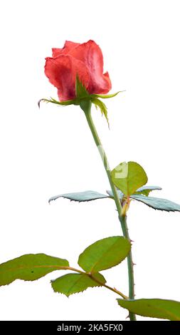 Einzelne rote Rose isoliert auf weißem Hintergrund, selektiver Fokus High-Key-Nahaufnahme Stockfoto