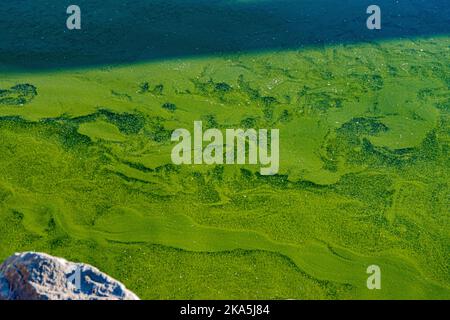 Grüne Algen wachsen in stagnierendem Wasser und erzeugen einen abstrakten Wirbeleffekt. Stockfoto