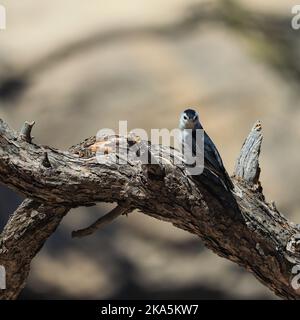 Dieser weißreihige Nuthatch war nicht erfreut, von Touristen umgeben zu sein. Aufgenommen am Südrand des Grand Canyon National Park. Stockfoto