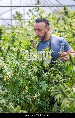 Landwirt überprüft Hanfpflanzen auf dem Feld, Anbau von Marihuana, blühende Cannabispflanze als legale medizinische Droge. Stockfoto