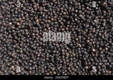 Schwarze Pfefferkörner als Hintergrund-Nahaufnahme, Sri lanka Stockfoto