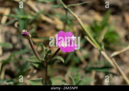 Nahaufnahme der Blüte Stockfoto