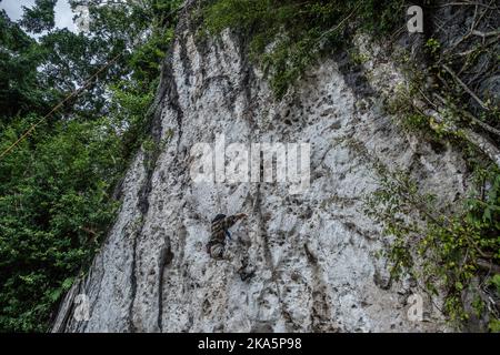 Kendari, Indonesien. 30. Oktober 2022. Ein Besucher versucht auf einer Klettertour in Konawe eine Karstklippe zu erklimmen. Sawapudo Cliff, das Karstfelsen mit einer Höhe von etwa 20 Metern hat, wird von vielen Touristen und Naturliebhabern als Klettergebiet besucht. Kredit: SOPA Images Limited/Alamy Live Nachrichten Stockfoto