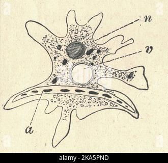 Antike gravierte Illustration einer Amöbe. Vintage-Illustration einer Ameba. Altes Bild. Buchillustration veröffentlicht 1907. Eine Amöbe, die oft als Amöboid bezeichnet wird, ist eine Art von Zelle oder einzelligem Organismus, der seine Form ändern kann, hauptsächlich durch Ausdehnen und Zurückziehen von Pseudopoden. Amöben bilden keine einzige taxonomische Gruppe, sondern sind in jeder großen Linie eukaryotischer Organismen zu finden. Amöboidzellen kommen nicht nur unter den Protozoen vor, sondern auch in Pilzen, Algen und Tieren. Mikrobiologen verwenden oft die Begriffe „Amöboid“ und „Amöbe“, die sich für jeden Organismus, der das macht, synonym aus Stockfoto