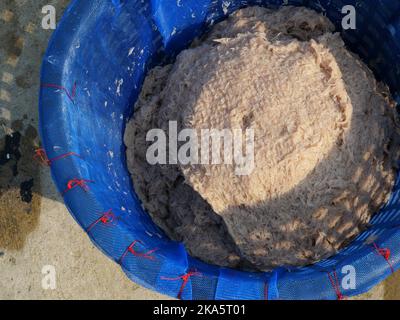 Gruppe von frischen Krill- oder Opossum-Garnelen in blauem Korb, Plankton, das Fischer zum Kochen einfangen Stockfoto