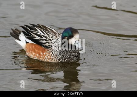 A drake Chiloe Wigeon, Mareca sibilatrix, Schwimmen auf einem Teich im Sumpfgebiet Slimbridge Wildlife Reserve. Stockfoto