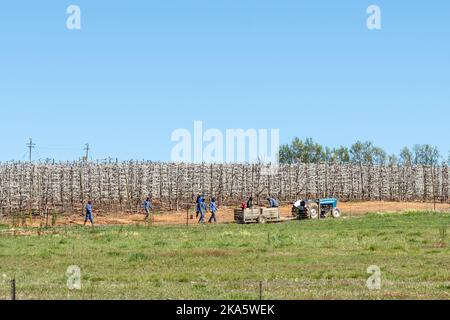 KOUE BOKKEVELD, SÜDAFRIKA - SEP 9, 2022: Espaliertere Obstplantagen blühen auf der Straße R303 in der Region Koue Bokkeveld in der Provinz Western Cape. Stockfoto