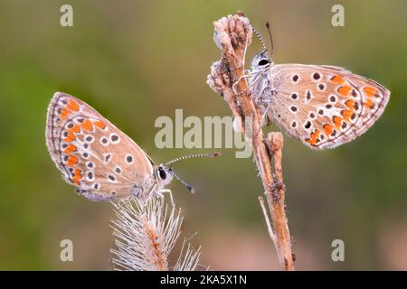 Zwei braune Argus-Schmetterlinge Arisia agestis sitzen von Angesicht zu Angesicht auf wilden Blumen Stockfoto