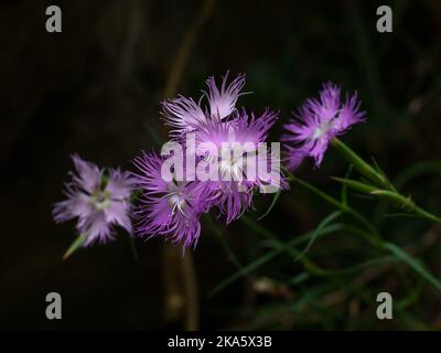 Nahaufnahme von bunten, leuchtend violetten rosa und weißen Dianthus monspessulanus oder hyssopifolius aka umrandeten rosa Blüten auf dunklem, natürlichem Hintergrund Stockfoto