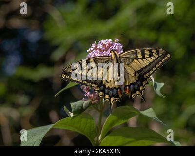 Nahaufnahme des gelben und schwarzen Papilio machaon, auch bekannt als Schwalbenschwanzflosse der Alten Welt, der auf der buddleja davidii-Blüte im Sonnenlicht auf natürlichem Hintergrund aufläuft Stockfoto