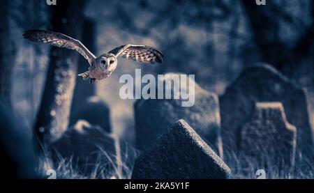 Scheune Eule fliegen zwischen Grabsteinen auf dem Friedhof Stockfoto