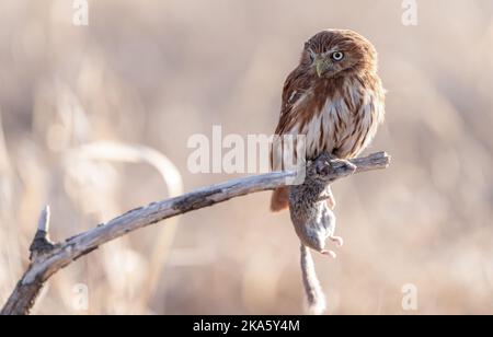 Eurasische Zwergeule - Glaucidium passerinum - auf einem Ast sitzend Stockfoto