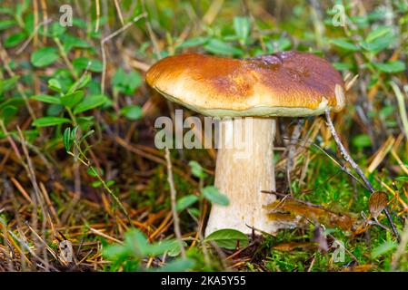 Schöner Steinpilz im Wald. Alte magische Wald Pilze Hintergrund. Stockfoto