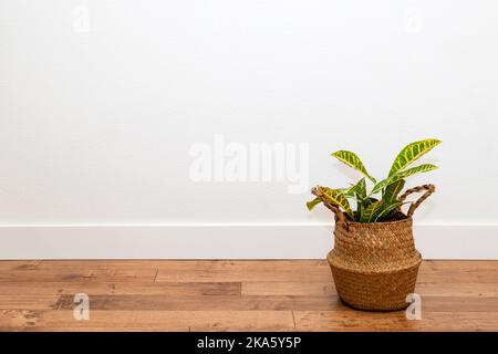 Croton-Pflanze in der Pflanzmaschine mit Korb an der weißen Wand Stockfoto