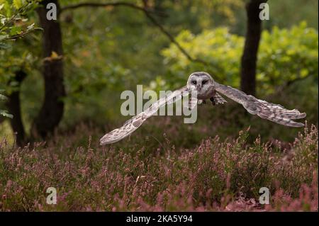 Scheune Eule fliegt über das Heidefeld im Wald Stockfoto