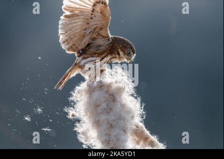 Eurasische Zwergeule - Glaucidium passerinum - sitzend und mit Blume spielend Stockfoto