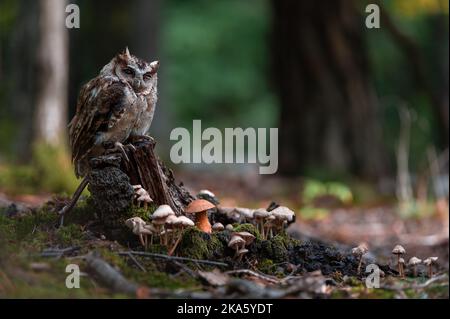 Indische Scheule Eule - Otus bakkamoena im Wald Stockfoto