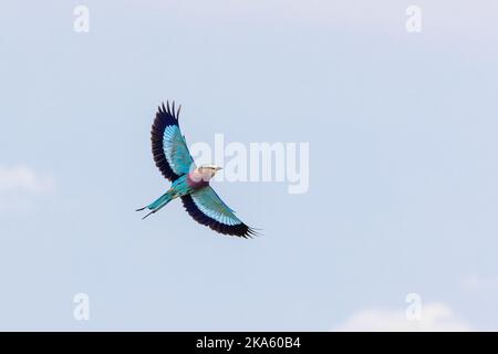 Schöne Erwachsene Fliederwalze, coracias caudatus, im Flug vor blauem Himmel, Masai Mara, Kenia. Stockfoto