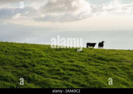 Kühe auf grünen Feldern von Hawaii Big Island Stockfoto